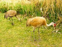 Sandhill Cranes 07
