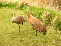 Sandhill Cranes 06 
