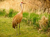 Sandhill Cranes 05 
