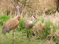 Sandhill Cranes 04 
