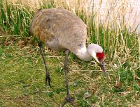 Sandhill Cranes 03 