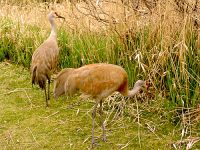 Sandhill Cranes 02 