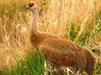 Sandhill Cranes 01