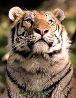 Highlight for Album: Siberian Tigers, Calgary Zoo, Alberta - IMAGES NOT FOR SALE