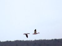 Snow Geese 01