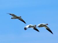 Highlight for Album: Snow Geese Photos, Canadian Wildlife Stock Photos