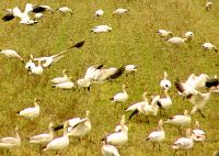 Snow Geese 03 