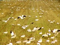 Snow Geese 02 
