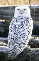 Snowy Owl, Boundary Bay, Delta, British Columbia, Canada CM11-001