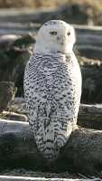 Snowy Owl, Boundary Bay, Delta, British Columbia, Canada CM11-002
