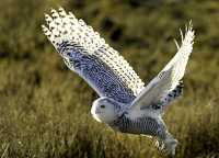 Snowy Owl, Boundary Bay, Delta, British Columbia, Canada CM11-004