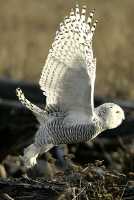 Snowy Owl, Boundary Bay, Delta, British Columbia, Canada CM11-005
