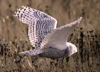 Snowy Owl, Boundary Bay, Delta, British Columbia, Canada CM11-006