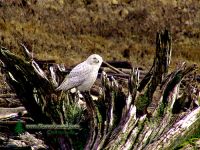 Snowy Owl 09 