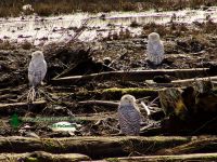 Snowy Owl 08 