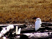 Snowy Owl 07 