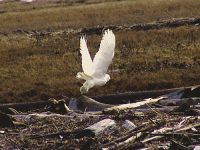 Snowy Owl 06 