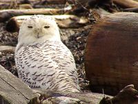 Snowy Owl 05 