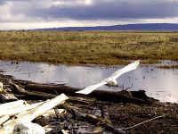 Snowy Owl 04 