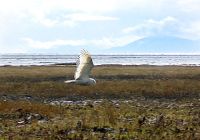 Snowy Owl 03 