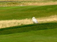 Snowy Owl 02 