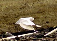 Snowy Owl 01