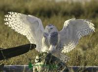 Highlight for Album: Snowy Owls Photos, Boundary Bay, B.C. - Canadian Wildlife Stock Photos