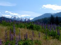 Squamish, Wildflowers, British Columbia, Canada 17