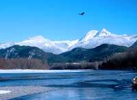 Mount Garibaldi, Squamish River, Bald Eagle, British Columbia, Canada 24