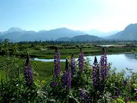 Squamish Estuary, Wildflowers, British Columbia, Canada 02