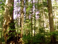 Elaho Valey, Giant Douglas Fir Tree, British Columbia, Canada   20