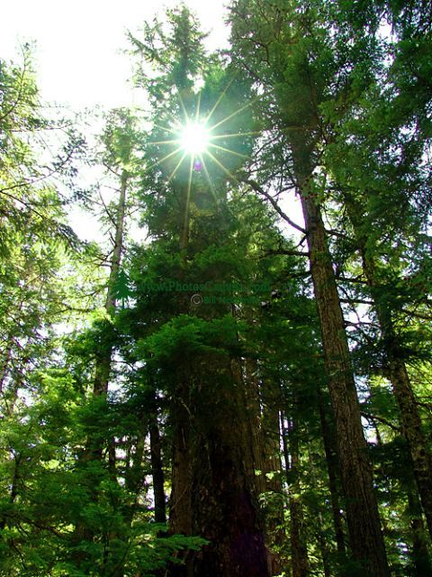 Squamish Valley, Ancient Rainforest, British Columbia, Canada   19 