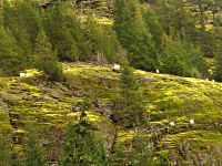 Squamish Valley, Mountain Goats, British Columbia, Canada  12 