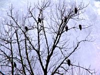 Squamish Valley, Eagles, British Columbia, Canada  04 
