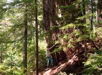 Elaho Valey, Giant Douglas Fir Tree, British Columbia, Canada 21