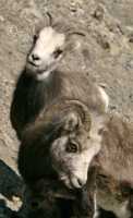 Stone Sheep, Northern British Columbia, Canada CM11-06