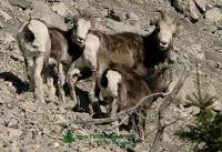 Highlight for Album: Stone Sheep Photos, Northern British Columbia, Canada, Canadian Wildlife Stock Photos