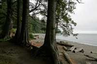 Sombro Beach, Vancouver Island CM11-003