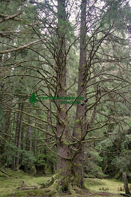 Tanu, T'aanuu Lnagaay, Sitka Spruce, Haida Heritage Site, Gwaii Haanas National Park,   British Columbia, Canada CM11-13