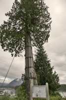 Tofino, 800 Year Old Elk Cedar,, Vancouver Island, British Columbia, Canada CM1-05