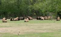 Bison Herd, Toronto Zoo, Ontario, Canada CM11-039
