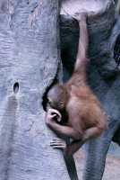 Sumatran Orangutans Baby, Toronto Zoo, Ontario, Canada CM11-032