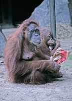 Sumatran Orangutans, Toronto Zoo, Ontario, Canada CM11-031
