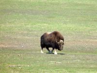 Muskox, Toronto Zoo, Ontario, Canada  07