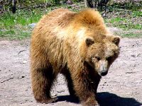 Grizzly Bear, Toronto Zoo, Ontario, Canada  06
