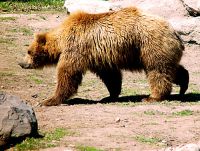 Grizzly Bear, Toronto Zoo, Ontario, Canada  07