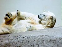 Polar Bear, Toronto Zoo, Ontario, Canada  02