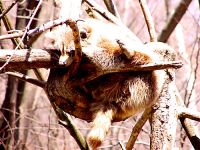 Raccoon, Toronto Zoo, Ontario, Canada  04