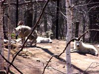 White Artic Wolves, Toronto Zoo, Ontario, Canada  03