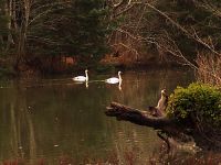 Trumpeter Swans 09